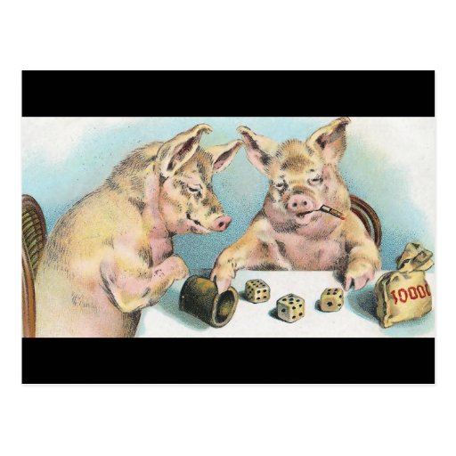 Gambling Pigs Postcard Zazzle