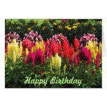 Garden at Elizabeth Park Cards