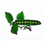 Garden Green Pea Pods Postcards