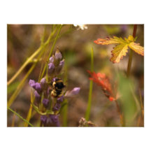 Garden HoneyBee; No Text Photographic Print
