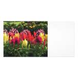 Garden in Elizabeth Park Custom Photo Card