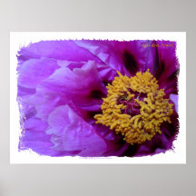 Garden Jewel Poster