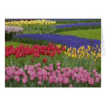 Garden of tulips, Grape Hyacinth and Greeting Cards