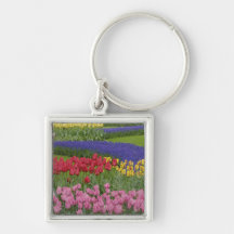 Garden of tulips, Grape Hyacinth and Key Chain