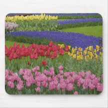 Garden of tulips, Grape Hyacinth and Mousemats
