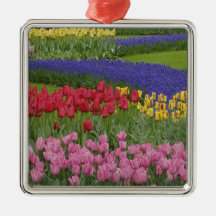 Garden of tulips, Grape Hyacinth and Christmas Ornament
