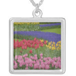 Garden of tulips, Grape Hyacinth and Pendant
