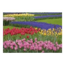 Garden of tulips, Grape Hyacinth and Photo