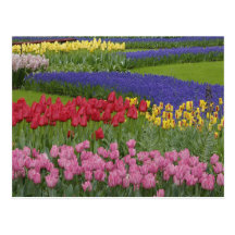 Garden of tulips, Grape Hyacinth and Post Cards