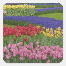 Garden of tulips, Grape Hyacinth and Sticker