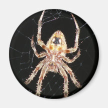 Garden Orb Weaving Spider Fridge Magnet