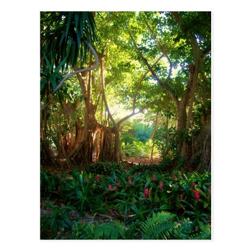 garden peace post card