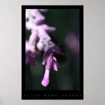 Garden Print
