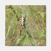 Garden Spider Fridge Magnet