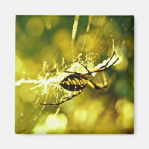 Garden Spider Fridge Magnets