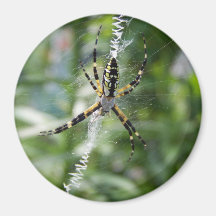 Garden Spider Magnets