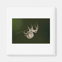 Garden Spider One Fridge Magnets