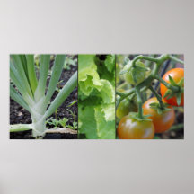 Garden vegetables tomatoes, lettuce, onion poster