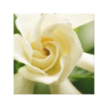 Gardenia canvas print