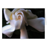Gardenia card