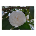Gardenia Greeting Card