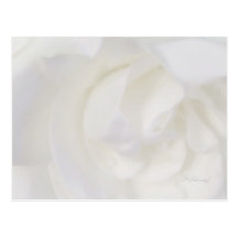 Gardenia Postcards