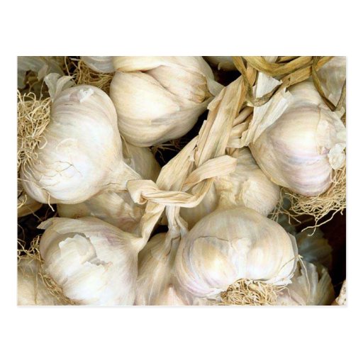 Garlic Post Card