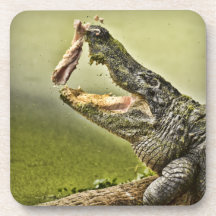 Gator Catching Lunch Coasters
