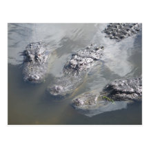 GATOR GREETINGS POST CARDS