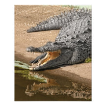 Gator Portrait  with Mouth Wide Open Photograph