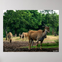 gazelle posters