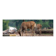 Gazelle, wild animal zoo,羚. business card