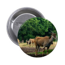 Gazelle, wild animal zoo,羚. buttons