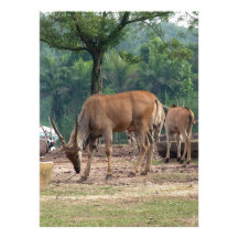 Gazelle, wild animal zoo,羚. personalized invitations