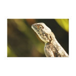 Gecko "evil-looking" gespannter galerie druck