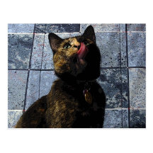 Gemini the Tortie Postcard