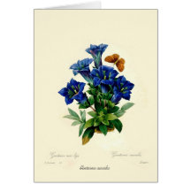 Gentiana aucalis card