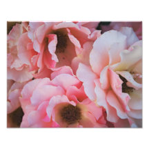Gentle Pink Rose Blooms - Flower photography Photograph