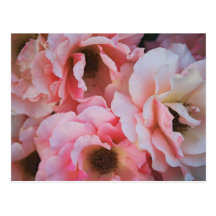 Gentle Pink Rose Blooms - Flower photography Postcards