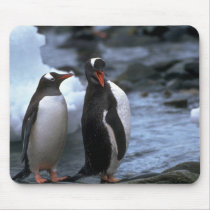 Gentoo Penguins mousepads