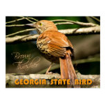 Georgia State Bird - Brown Thrasher Postcards
