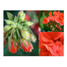 Geranium Collage Postcards