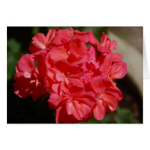 Geranium Greeting Cards