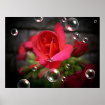 Geranium Spot Light With Bubble Canvas/Poster