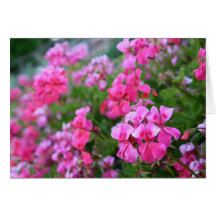 Geraniums Card