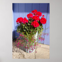 Geraniums in blue door poster