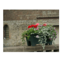 Geraniums Post Cards