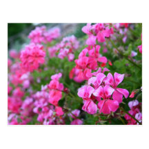 Geraniums Postcard