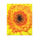 Gerber Daisy Gallery Wrap Canvas
