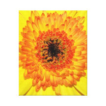 Gerber Daisy Gallery Wrap Canvas